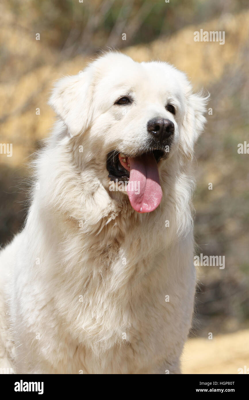 Polonais de Podhale chien / montagne Tatra Sheepdog / portrait adultes Podhale Banque D'Images