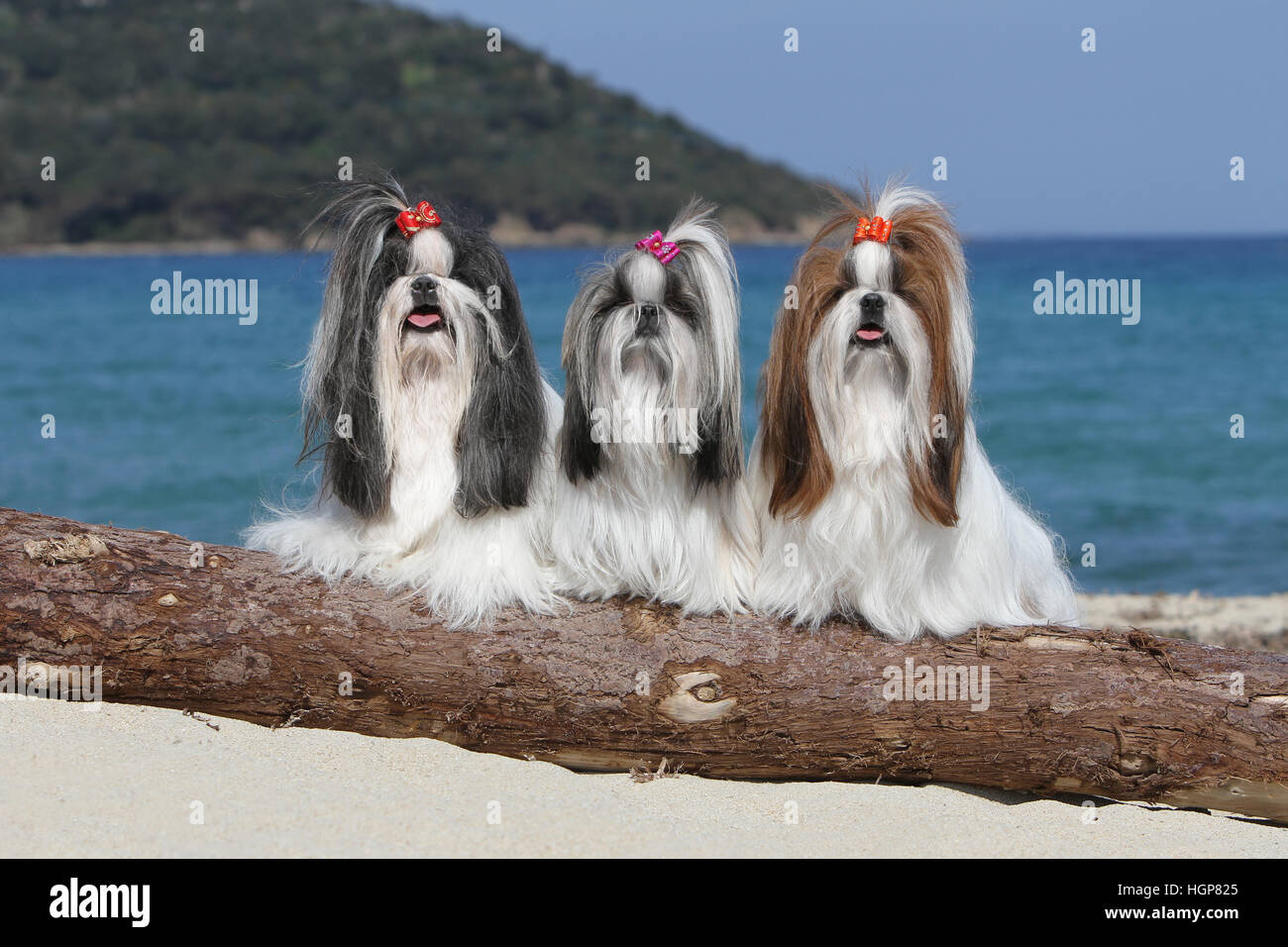 Shih Tzu chien trois adultes debout sur la plage sur un bois Banque D'Images