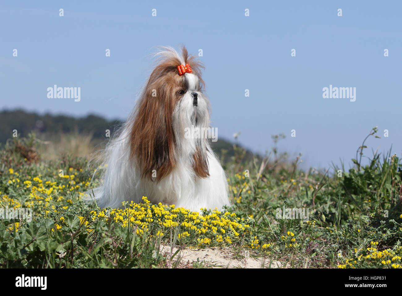 Shih Tzu adultes adultes chien couché dans la dune face fleurs Banque D'Images