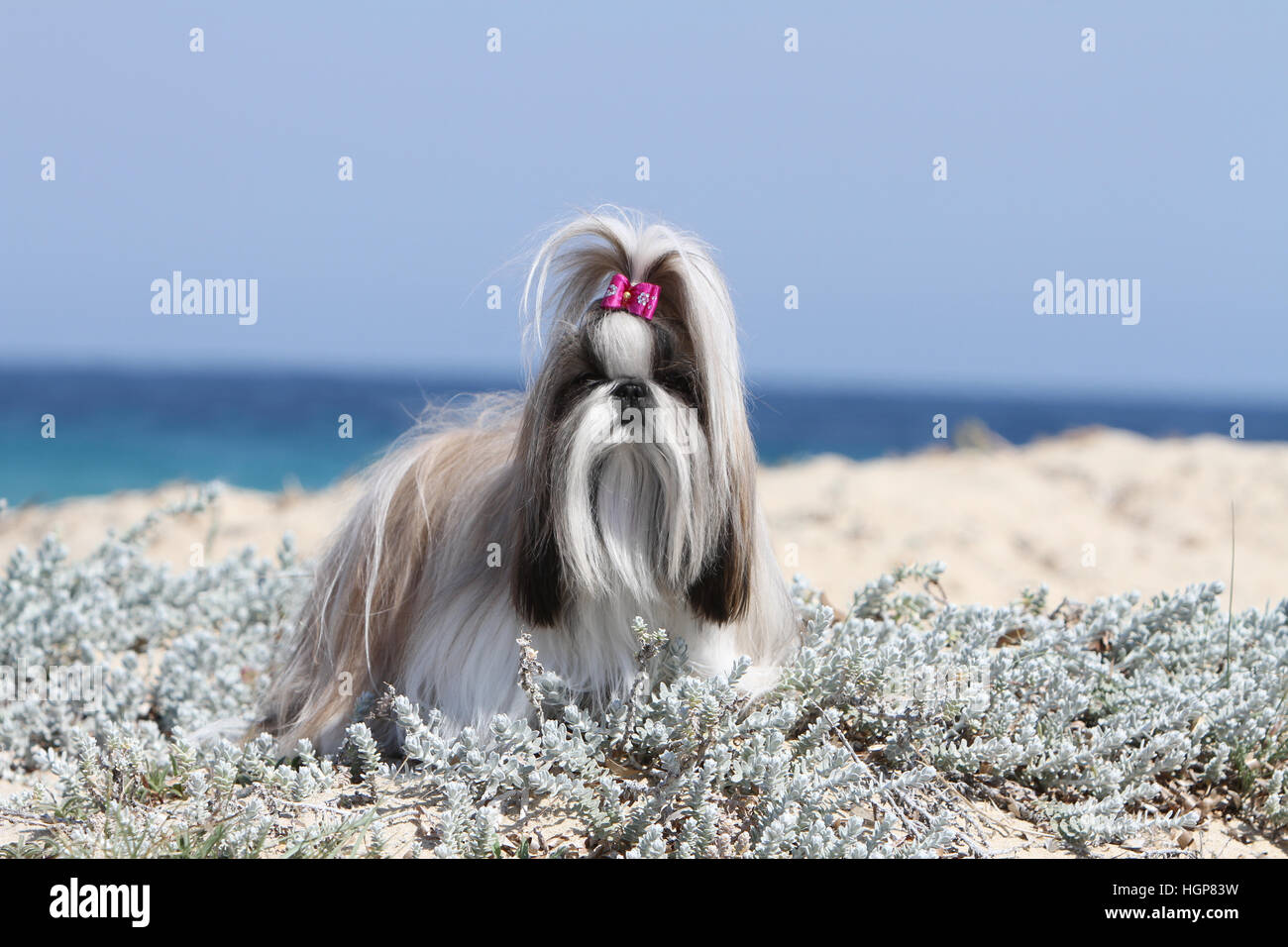 Shih Tzu chien adultes adultes dans la dune grise permanent Banque D'Images