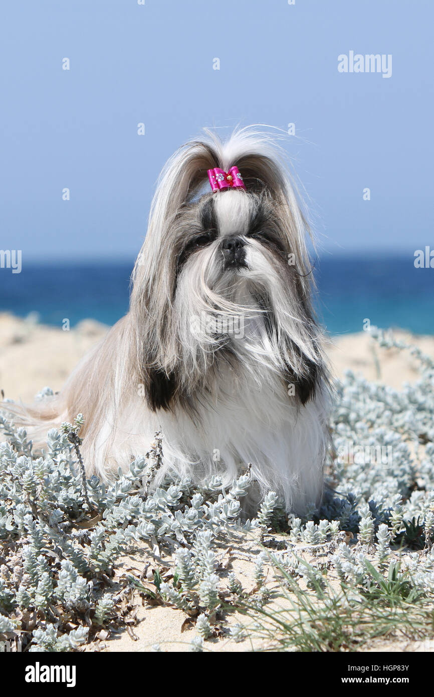 Shih Tzu chien adultes adultes dans la dune grise permanent Banque D'Images