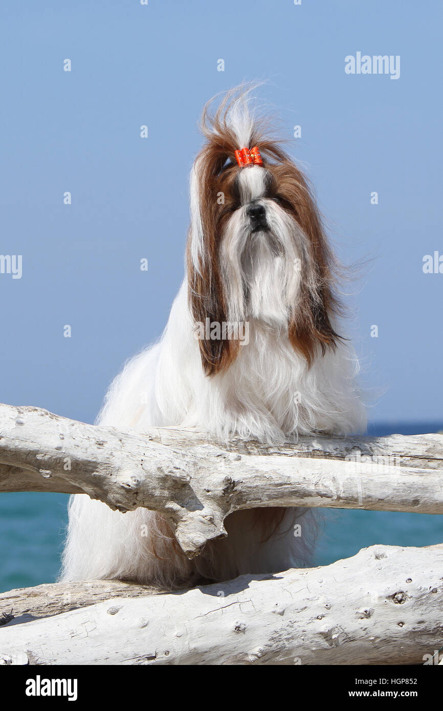 Shih Tzu chien adultes adultes de la plage debout face Banque D'Images