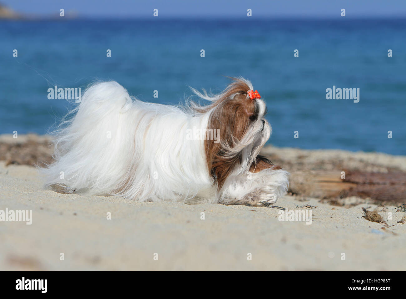 Shih Tzu chien adultes adultes profil d'exécution sur la plage Banque D'Images