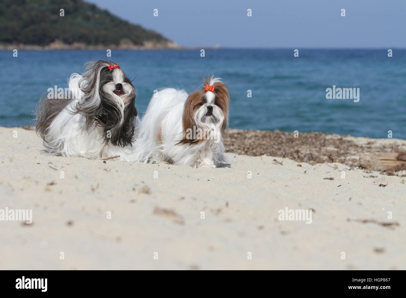 Shih Tzu chien deux adultes adultes profil d'exécution sur la plage Banque D'Images