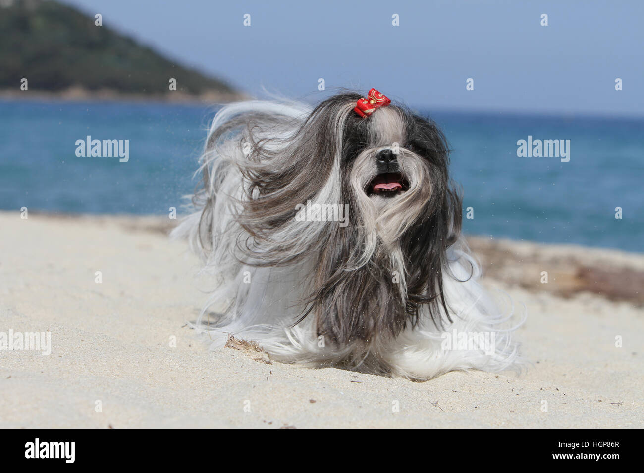 Shih Tzu chien adultes adultes sur la plage de fonctionnement Banque D'Images