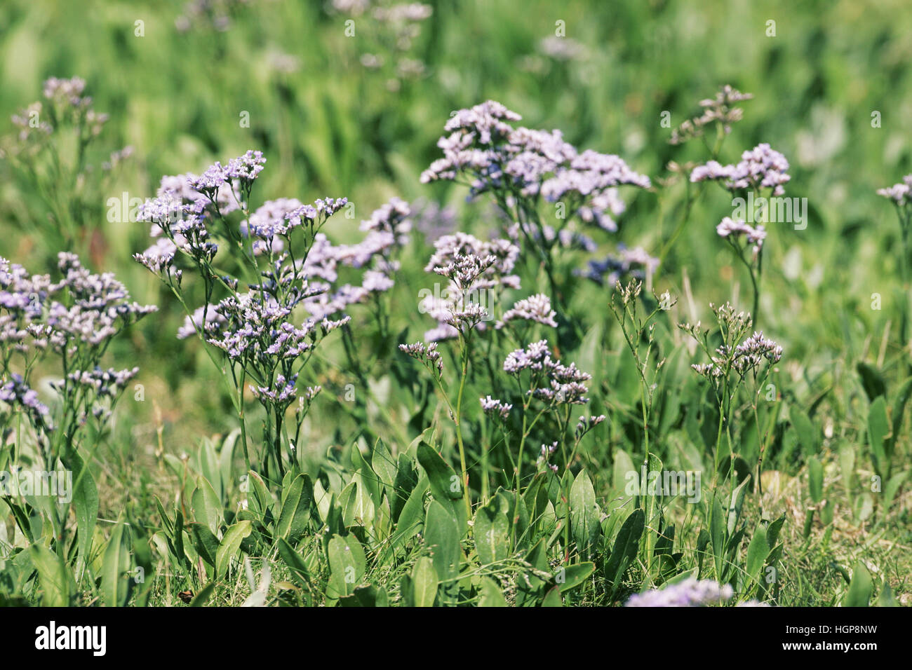 La lavande de mer commun Limonium vulgare Banque D'Images