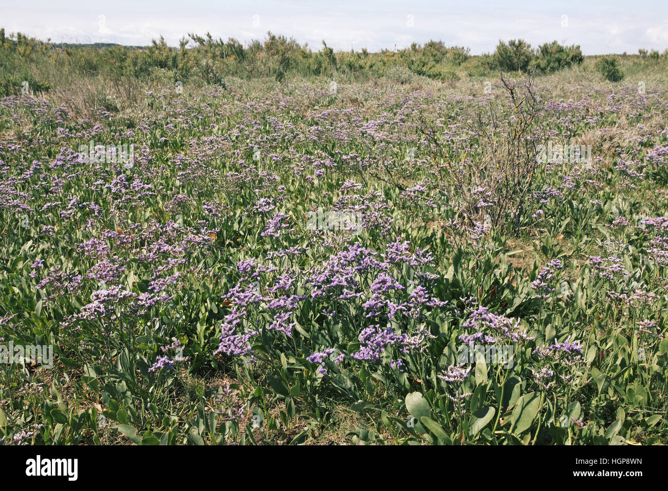 La lavande de mer commun Limonium vulgare Banque D'Images