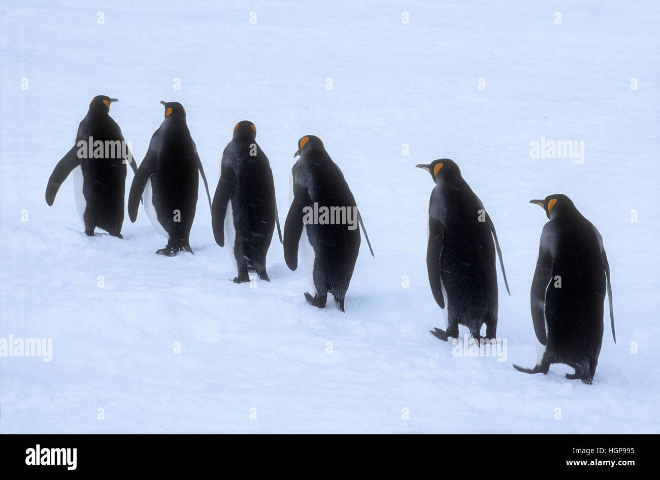 Manchots royaux sur l'île de Géorgie du Sud à une tempête. Banque D'Images