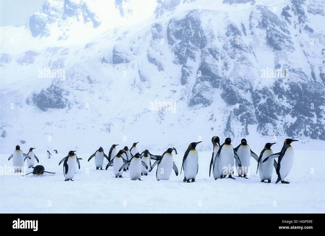 Manchots royaux sur l'île de Géorgie du Sud à une tempête. Banque D'Images