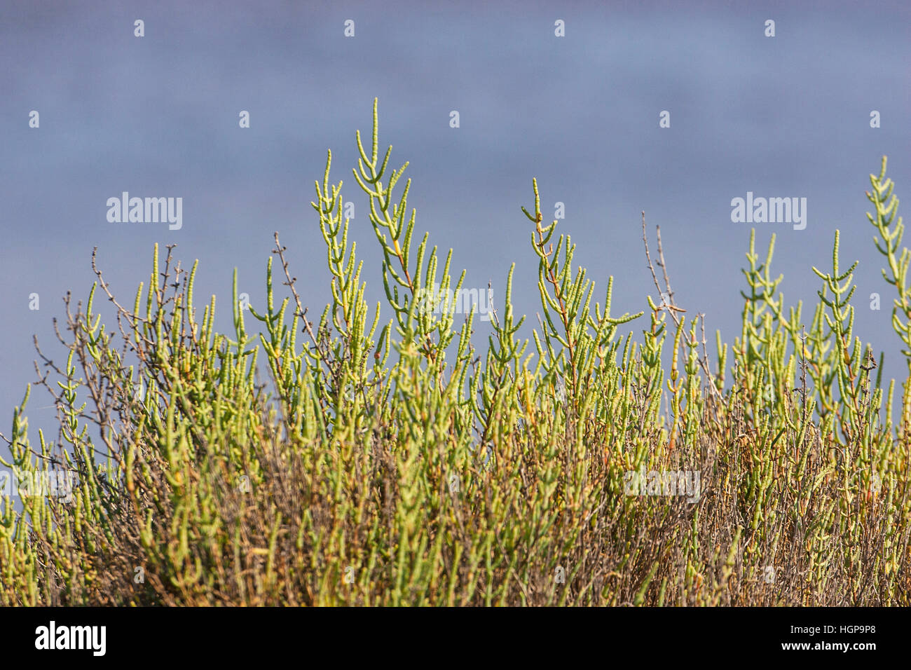 La salicorne Salicornia europaea dans les marais salants près de l'île de San Pietro Carloforte Sardaigne Italie Banque D'Images