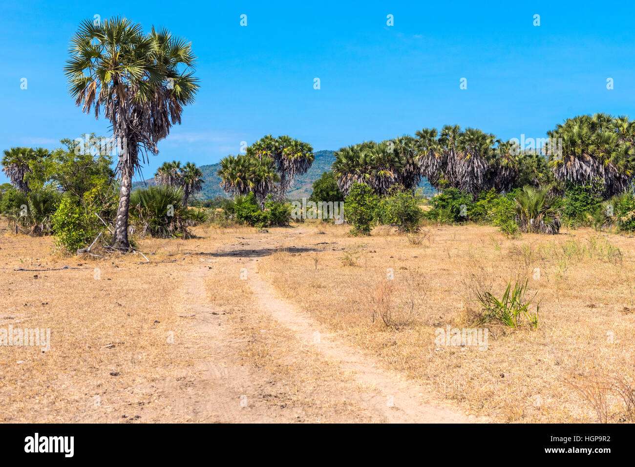 Palmiers Doum également connu sous le nom de l'arbre d'épice dans le Selous Tanzanie Banque D'Images