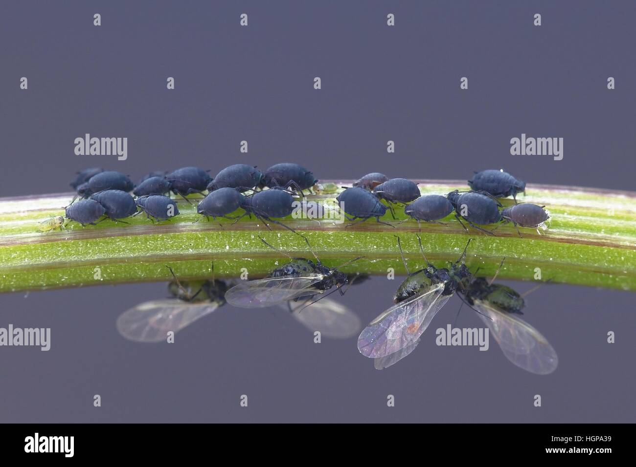 Les pucerons, connu également comme les pucerons, les mouches noires et greenflies Banque D'Images