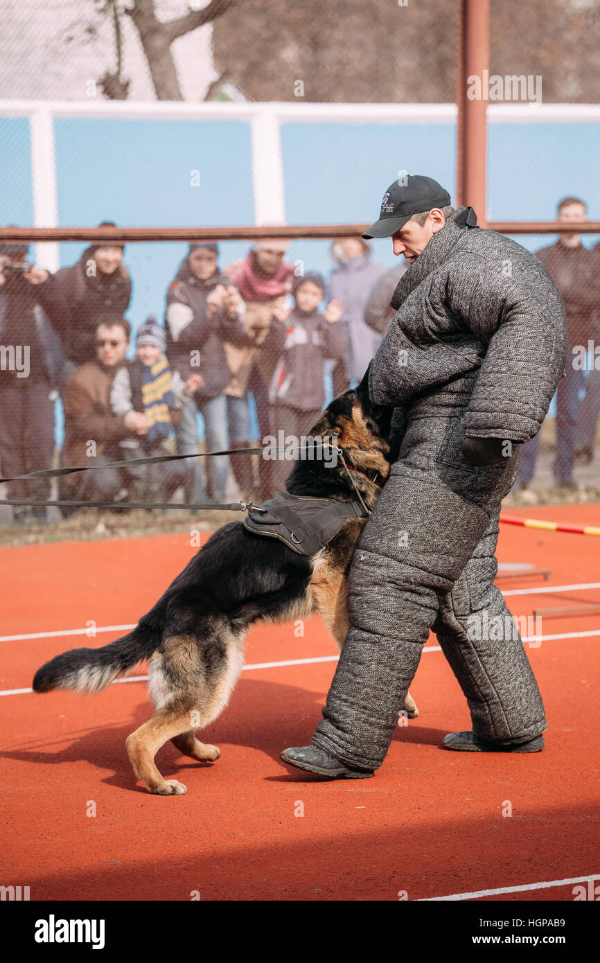 Gomel, Bélarus - 12 mars 2016 : la formation de chien de berger allemand. Chien de mordre. Chien Loup d'Alsace. Deutscher, chien Banque D'Images