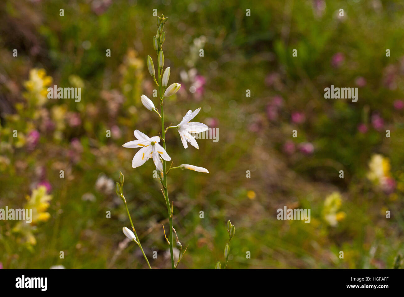 St Bernard's lily Anthericum liliago Ossoué Valley Parc National des Pyrénées France Banque D'Images