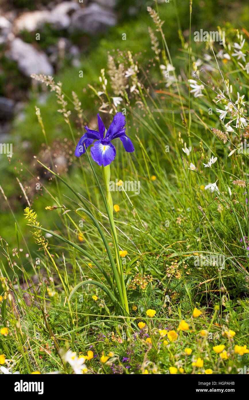 Iris Iris xiphium espagnol Parc National des Pyrénées, vallée d'Ossoue France Banque D'Images