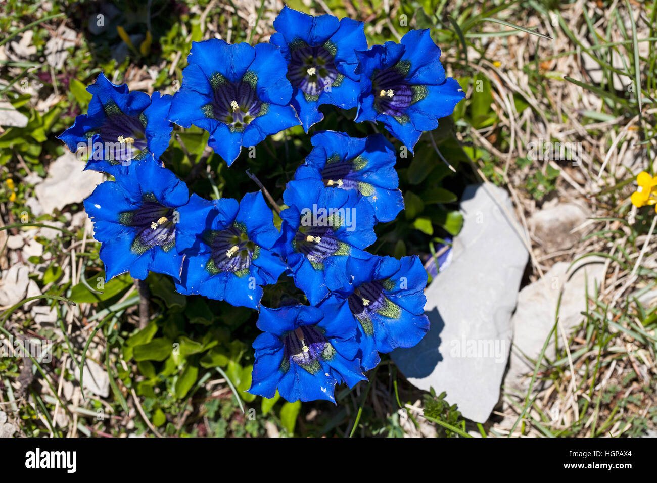 Gentiane Gentiana acaulis trompette Parc Naturel Régional du Vercors Vercors France Mai 2015 Banque D'Images