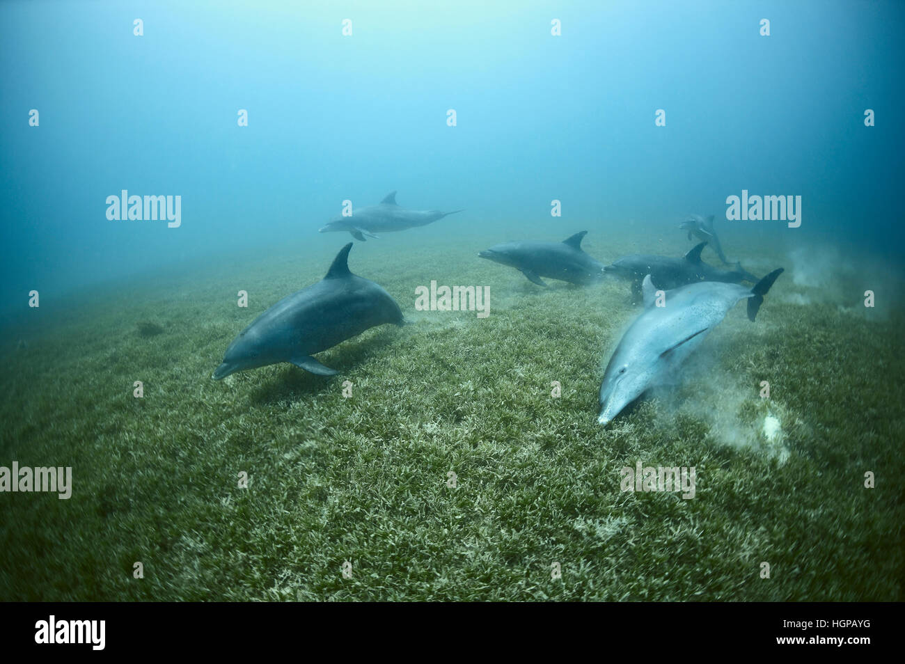 Les grands dauphins de l'Indo-Pacifique (Tursiops aduncus) sont le nettoyage leur peau dans la zone d'herbes marines de la Mer Rouge. Banque D'Images