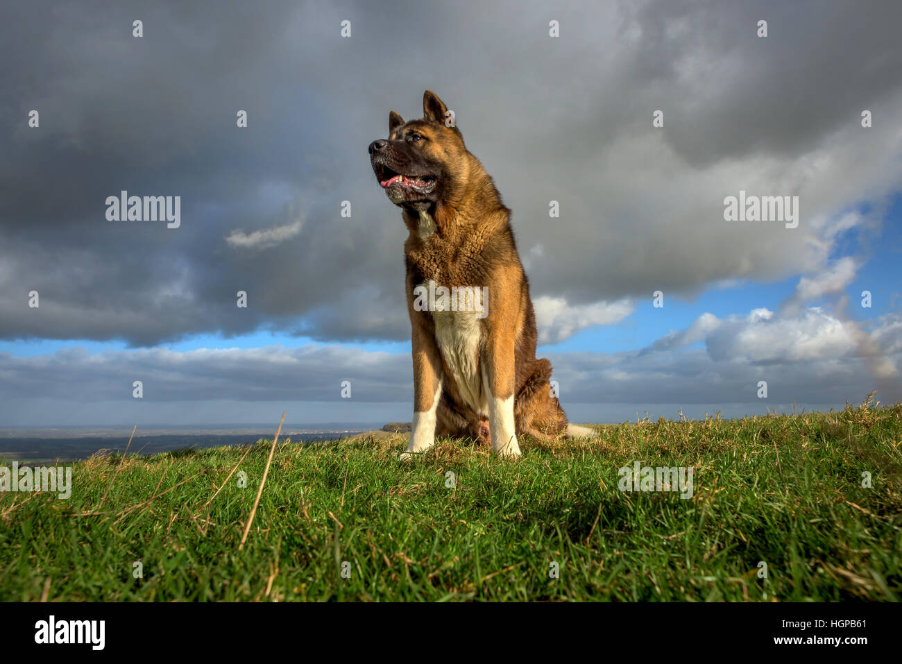 Un chien Akita américain dans le parc national des South Downs Banque D'Images