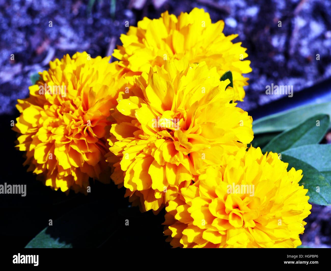 Le Coreopsis grandiflora Solanna Sphère dorée - Golden Ball - tickseed Banque D'Images