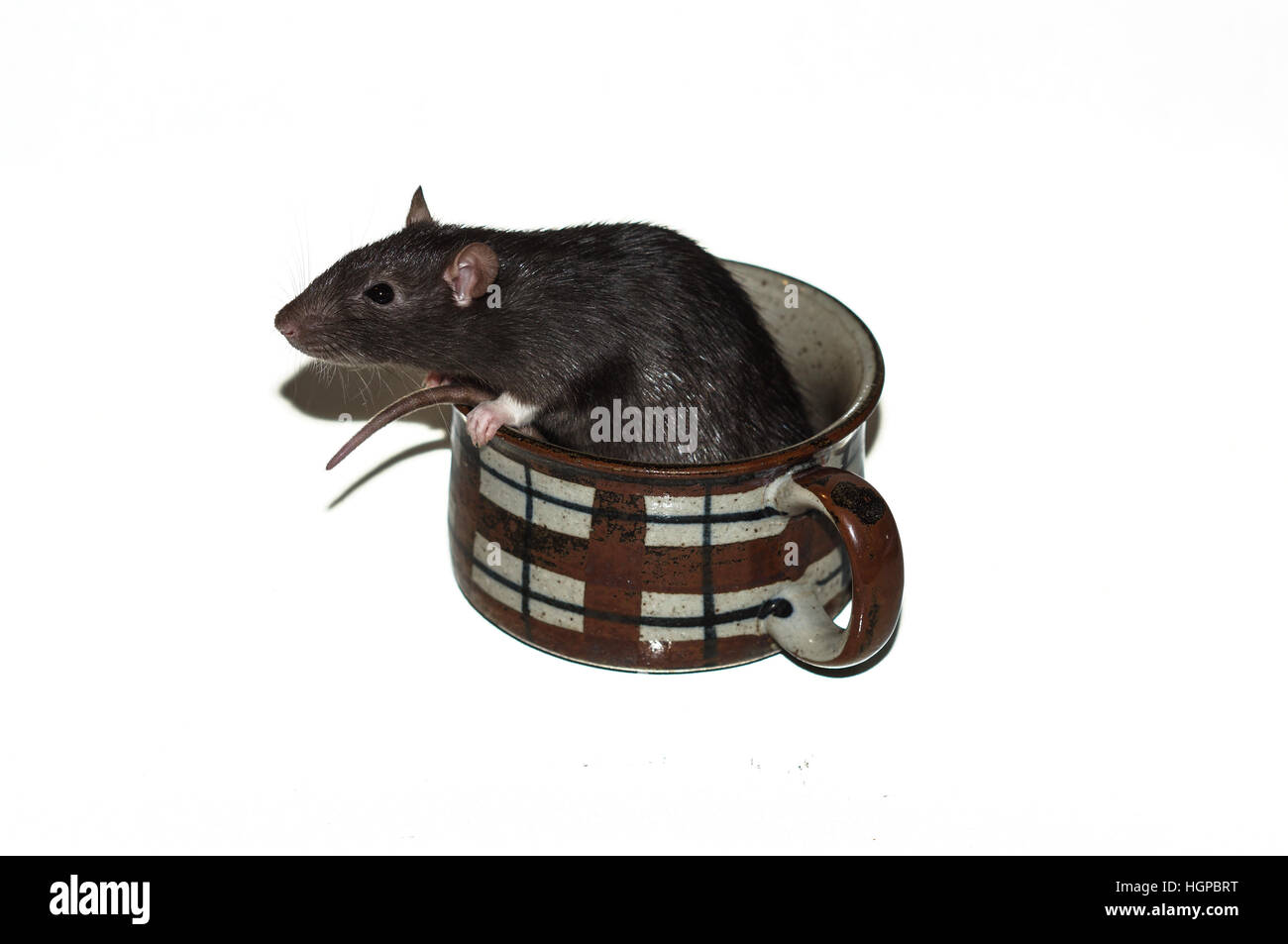 Un rat dans une tasse Banque D'Images