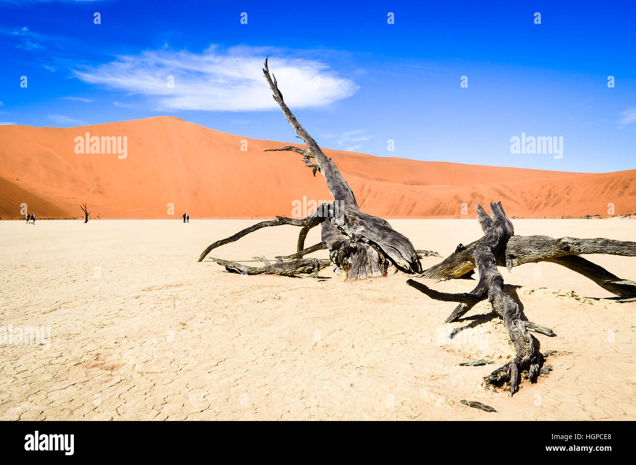 Arbres pétrifiés de Dead Vlei à Sossusvlei, dans le désert du Namib, Namibie Banque D'Images