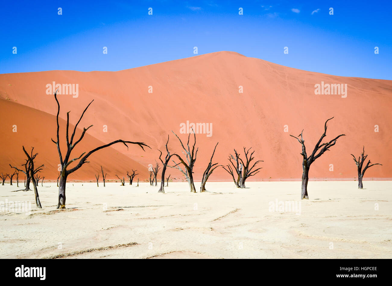 Arbres pétrifiés de Dead Vlei à Sossusvlei, dans le désert du Namib, Namibie Banque D'Images