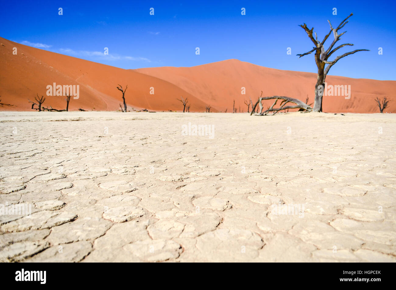Arbres pétrifiés de Dead Vlei à Sossusvlei, dans le désert du Namib, Namibie Banque D'Images