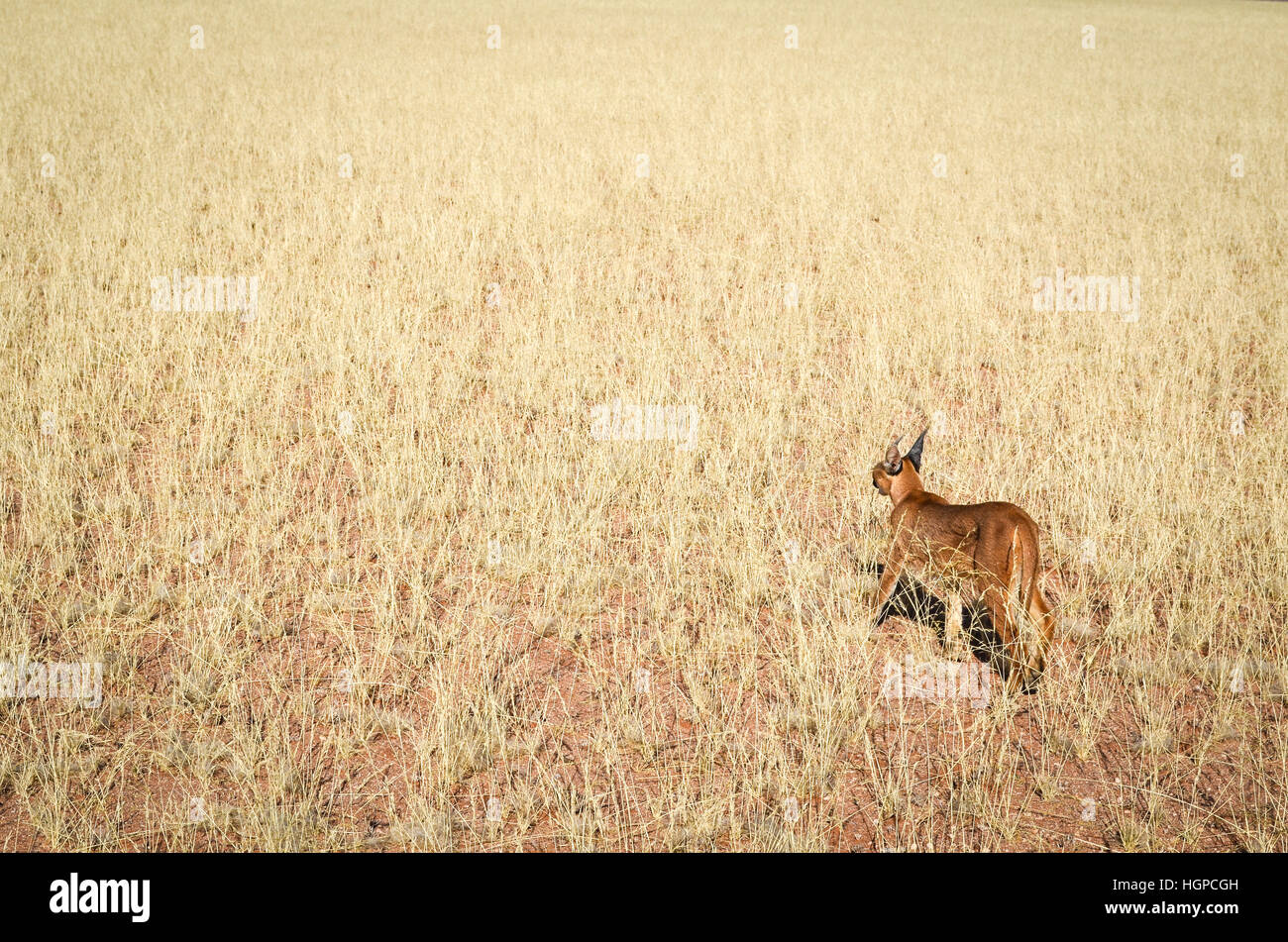 Caracal dans le désert de Namibie Banque D'Images