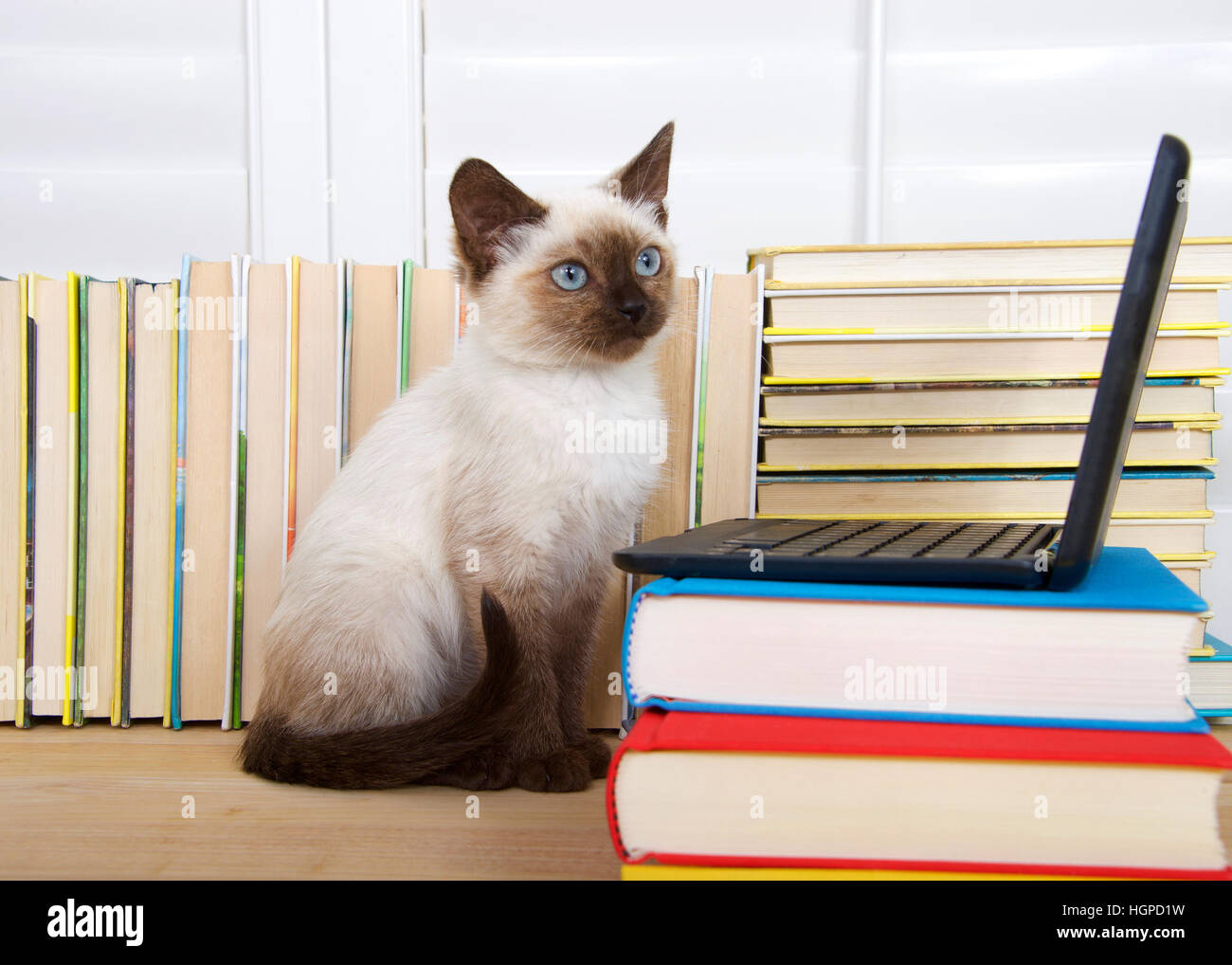 Chaton siamois aux yeux bleus assis à un ordinateur portable miniature empilés sur des livres avec des livres en arrière-plan. Arrêt à droite aux téléspectateurs, comme si e Banque D'Images