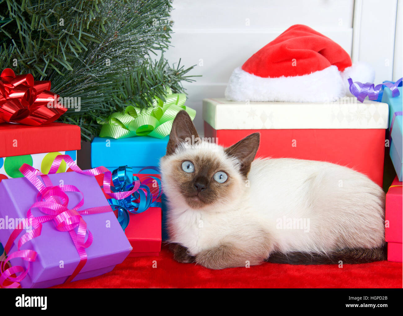 Chaton siamois aux yeux bleus pose confortablement à côté de sous un arbre de Noël avec des rubans colorés gifts et arcs sur des fourrures rouge tr Banque D'Images