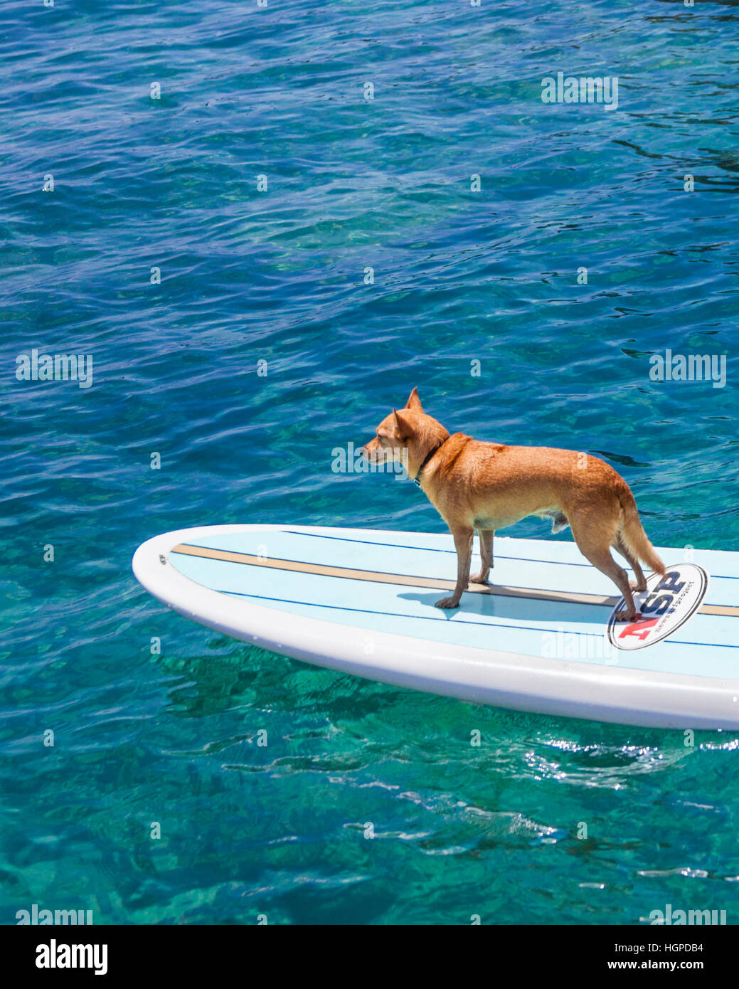 Petit chien nommé Menehune sur stand up paddle board sur la grande île d'Hawaï Banque D'Images