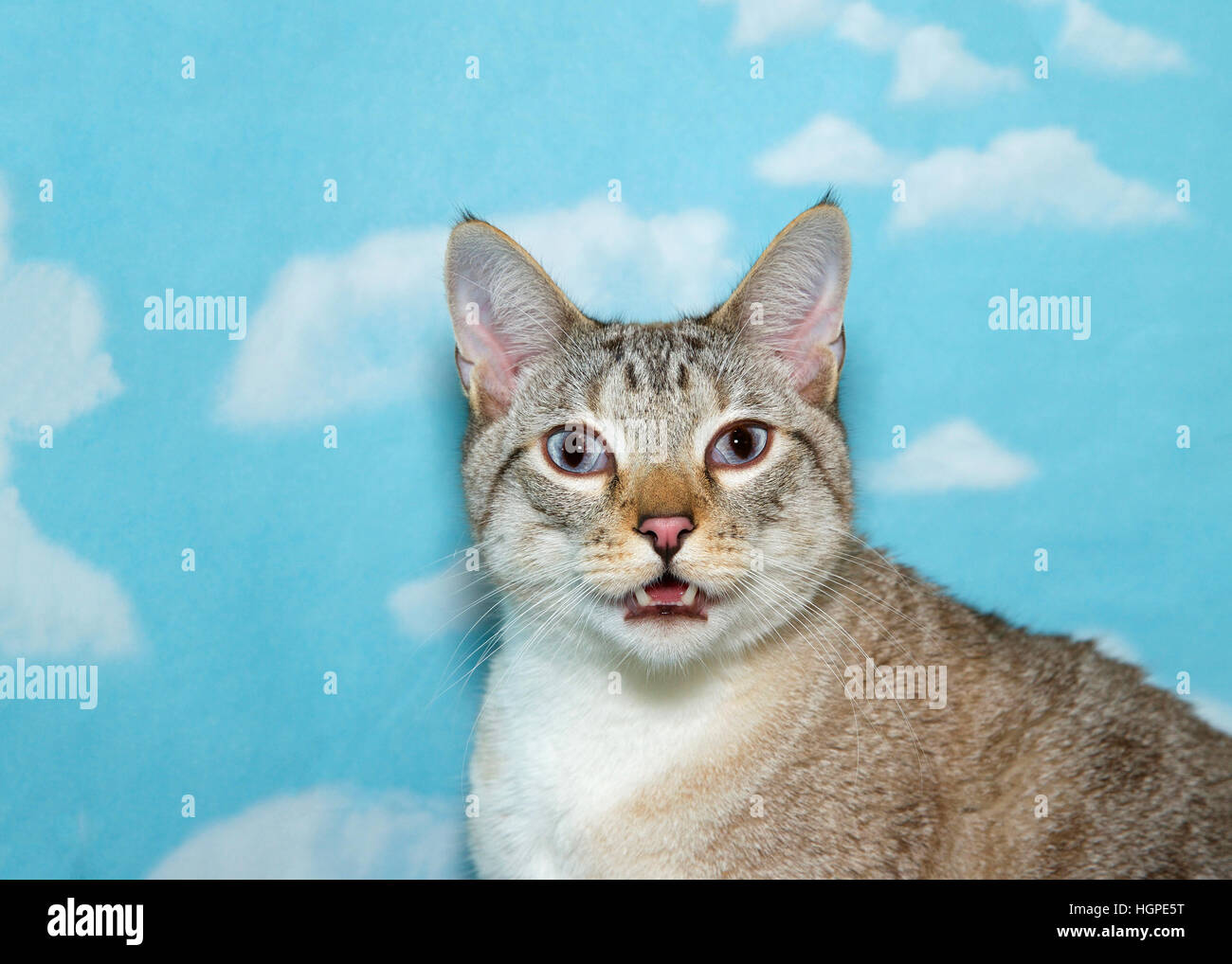 Yeux Vitreux Banque D Image Et Photos Alamy Yeux Vitreux Banque D Image Et Photos Alamy