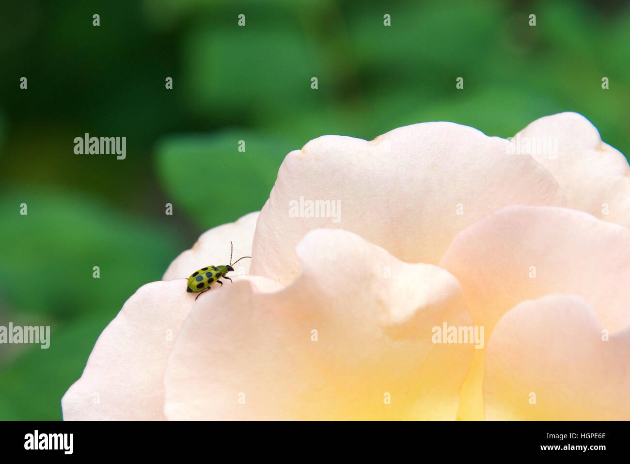 Un aperçu du concombre, Diabrotica undecimpunctata, l'un des principaux insectes ravageurs agricoles d'Amérique du Nord vu sur une rose. Dans la forme adulte, il mange un Banque D'Images