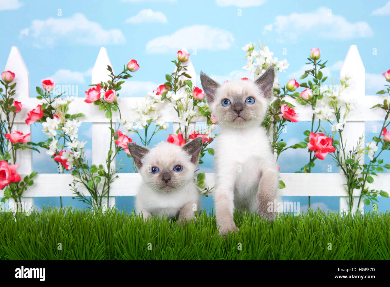Deux adorables chatons siamois assis dans l'herbe haute avec clôture blanche en arrière-plan, roses et fleurs blanches sur fond de ciel, clôture avec c Banque D'Images