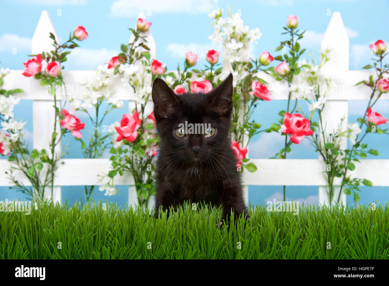 Adorable chaton noir aux yeux verts assis dans l'herbe haute en face de clôture blanche avec des roses rose et de fleurs blanches, le fond de ciel avec clou Banque D'Images