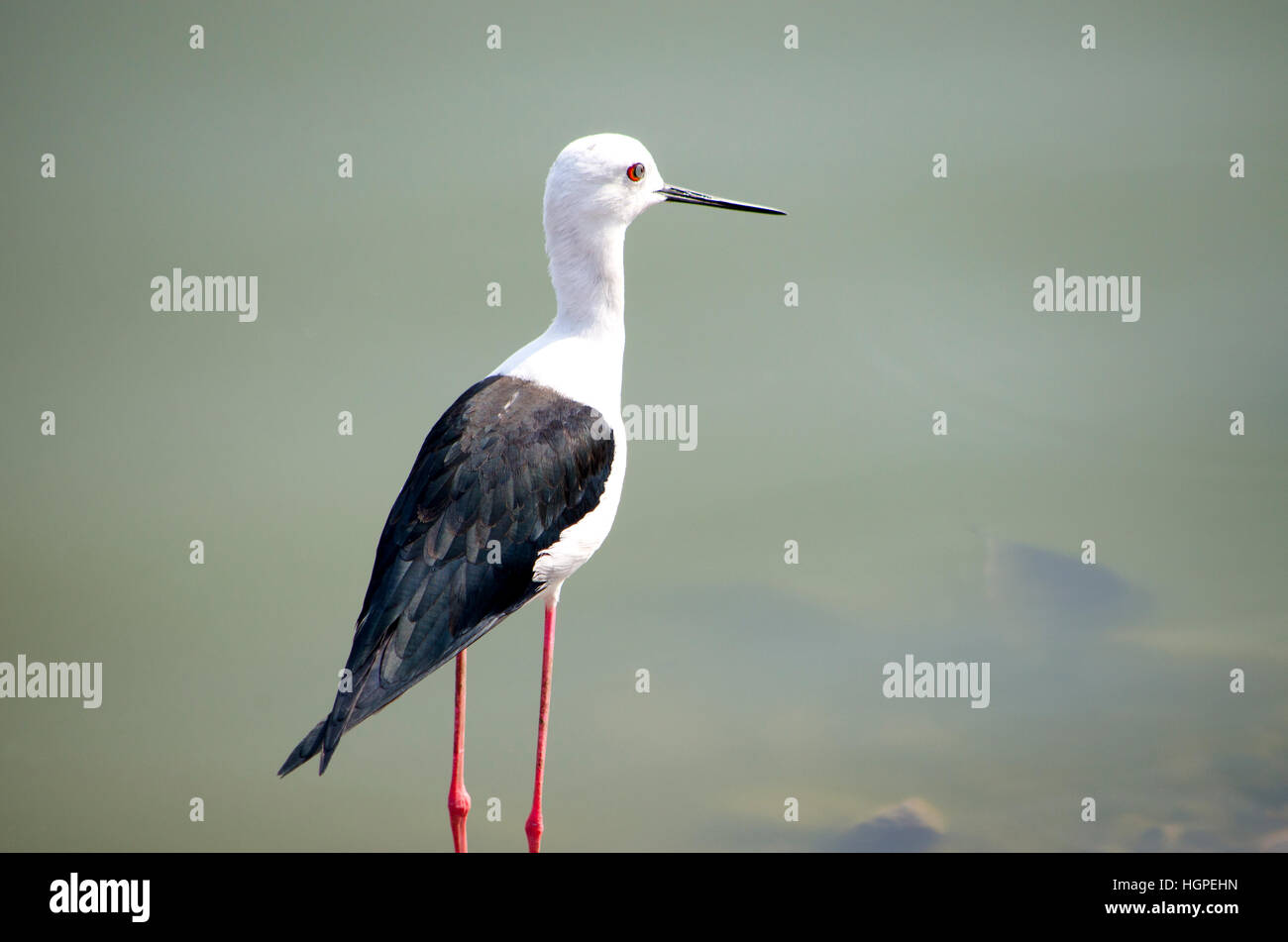 Oiseau avec de longues jambes fines en Inde Himantopus himantopus,animal, ailes noires, en Inde, les jambes, long, rouge, la tête blanche Banque D'Images