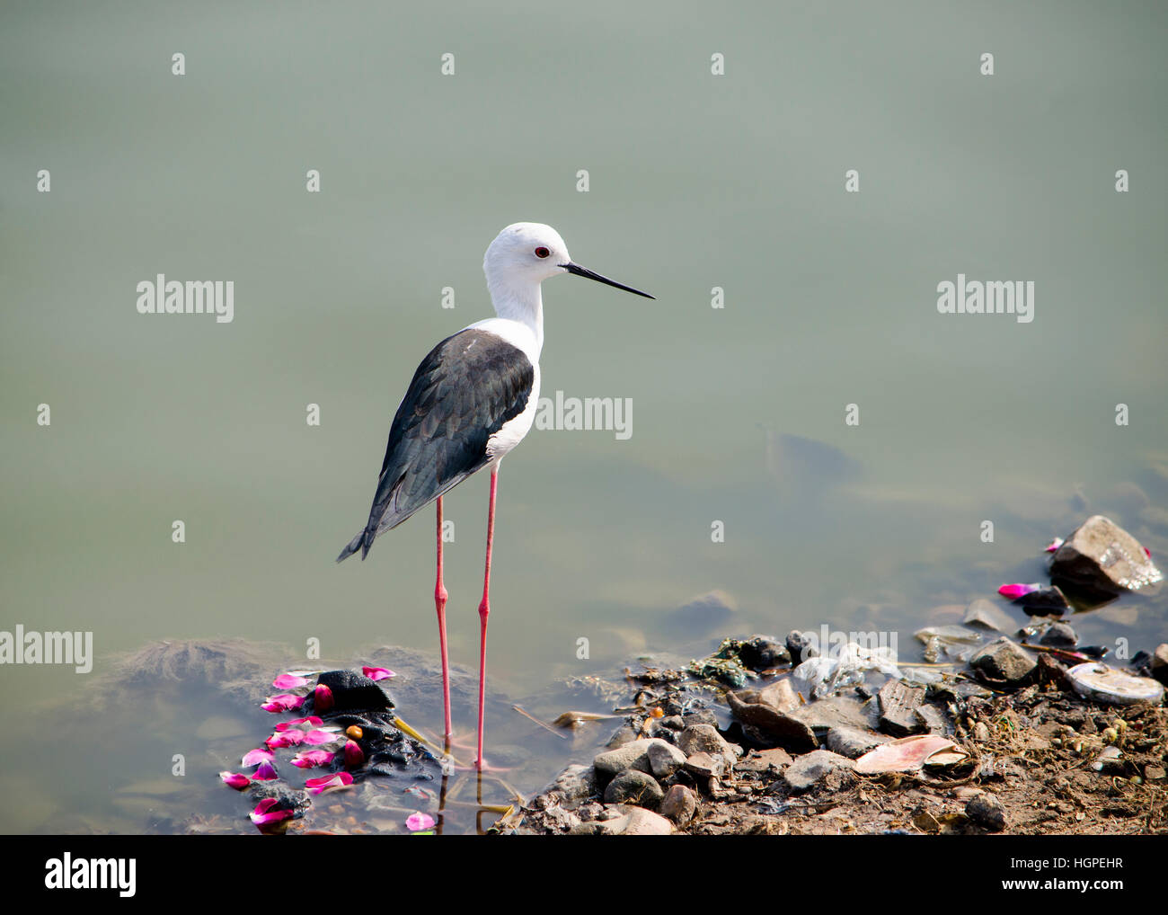 Oiseau avec de longues jambes fines en Inde Himantopus himantopus,animal, ailes noires, en Inde, les jambes, long, rouge, la tête blanche Banque D'Images