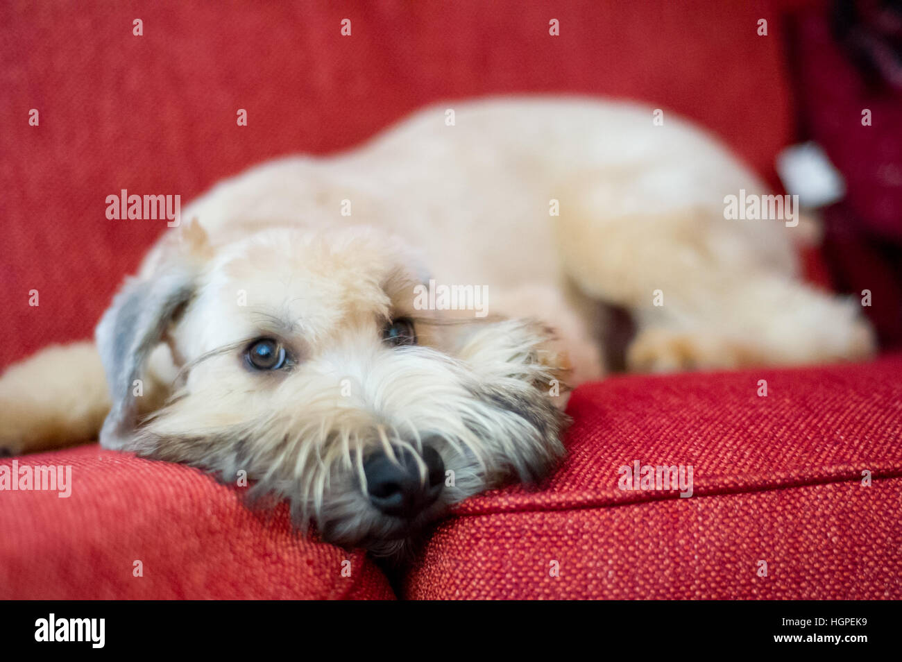 Wheaten Terrier portant sur la table rouge Banque D'Images
