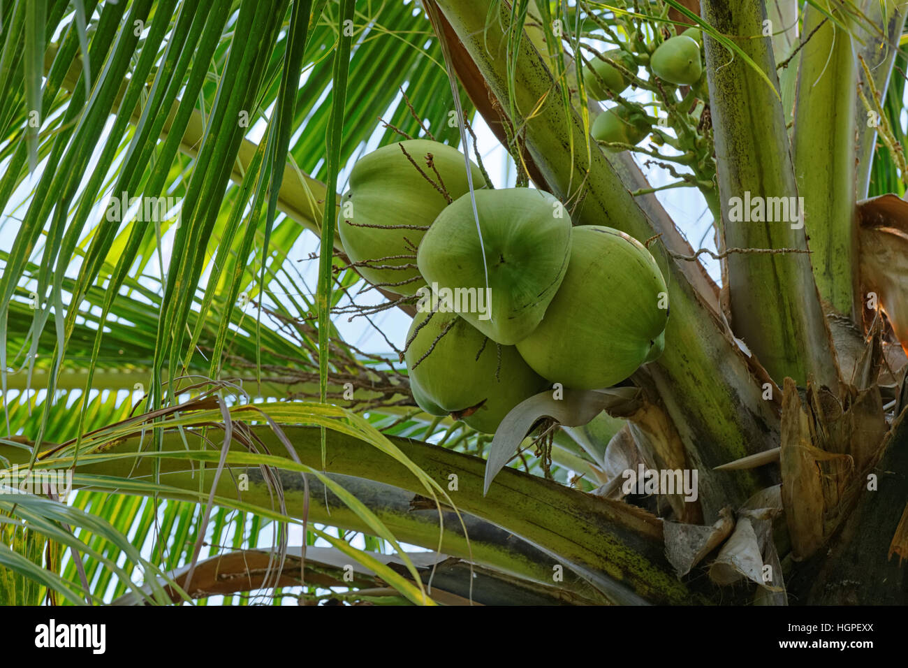 Coco sur un palmier Banque D'Images