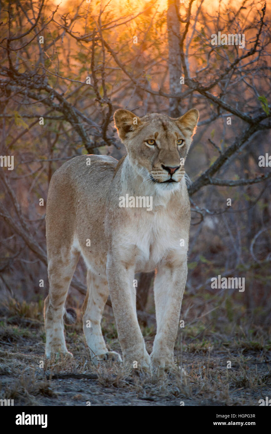 Jeune femme lion dans la nature avec à travers la brousse shinning soleil à l'arrière du terrain Banque D'Images