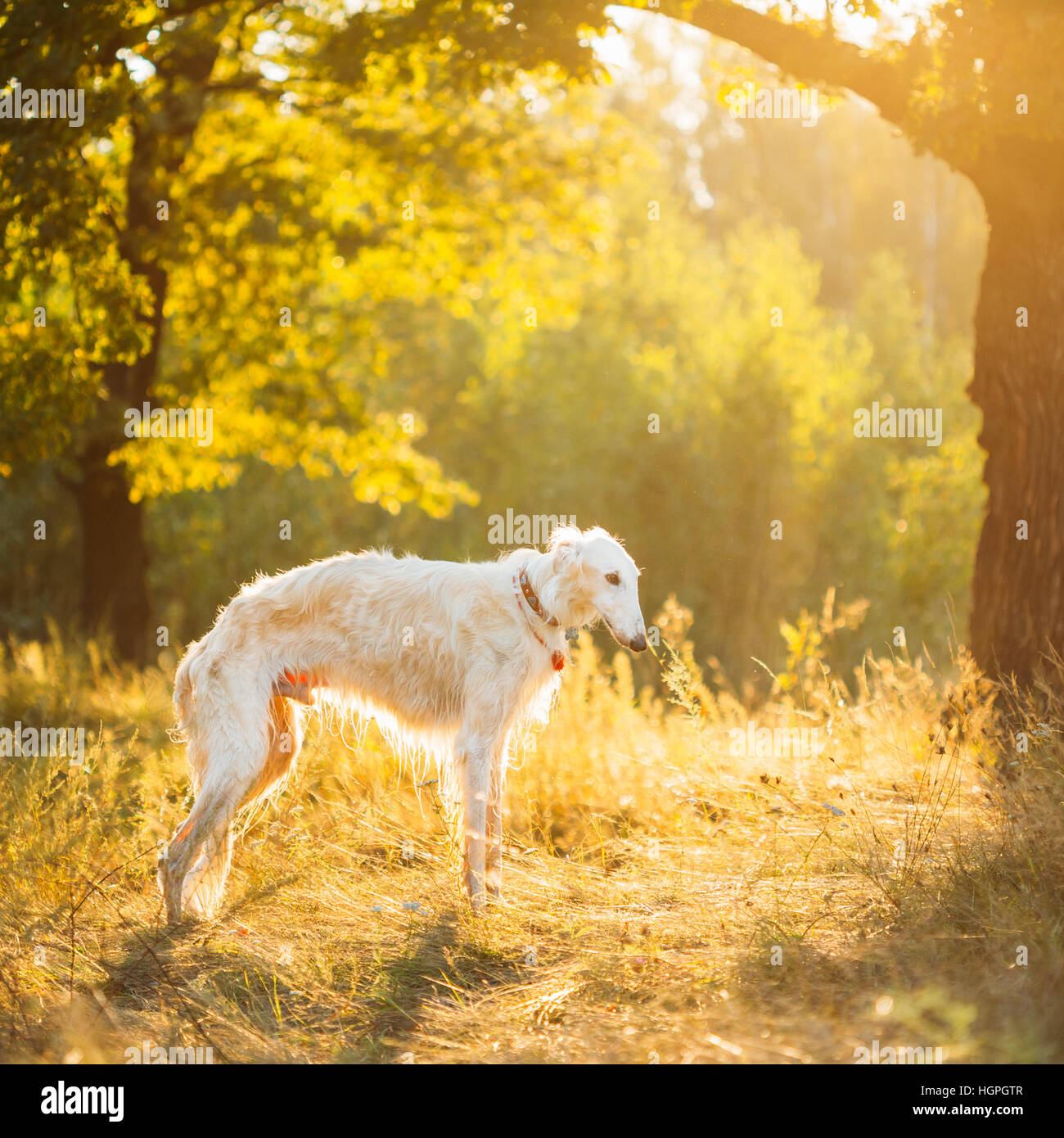 Russe blanc, Chien Barzoï, chien de chasse en été Coucher du soleil lever du soleil Forêt. Banque D'Images
