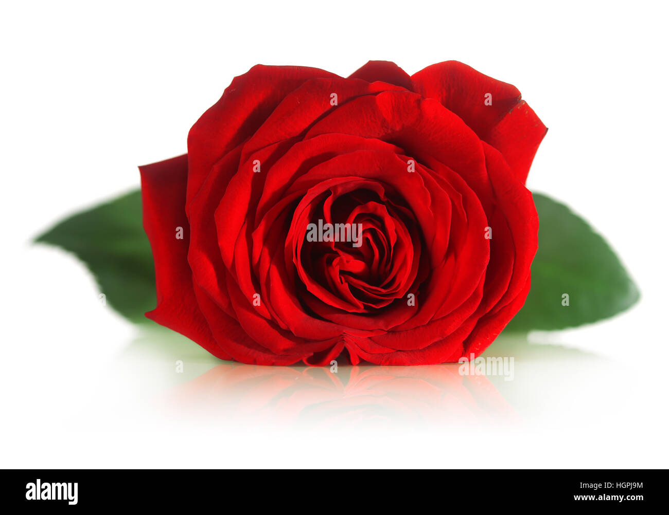 Rose rouge unique Banque D'Images