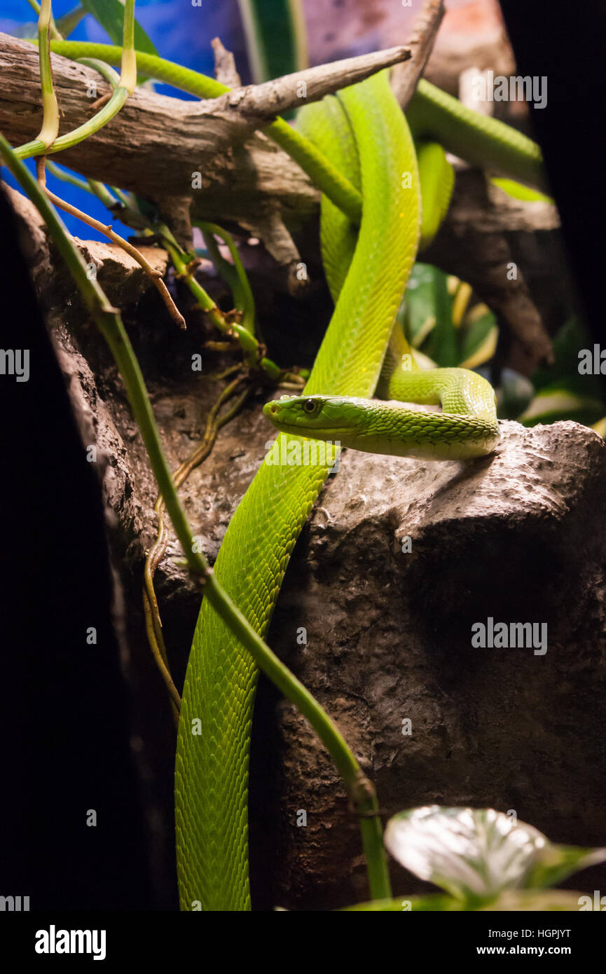 L'est un serpent mamba vert (Dendroaspis angusticeps), exposition 'poison', Museu Blau, Barcelone, 2015 ; reptiles venimeux de l'article Banque D'Images