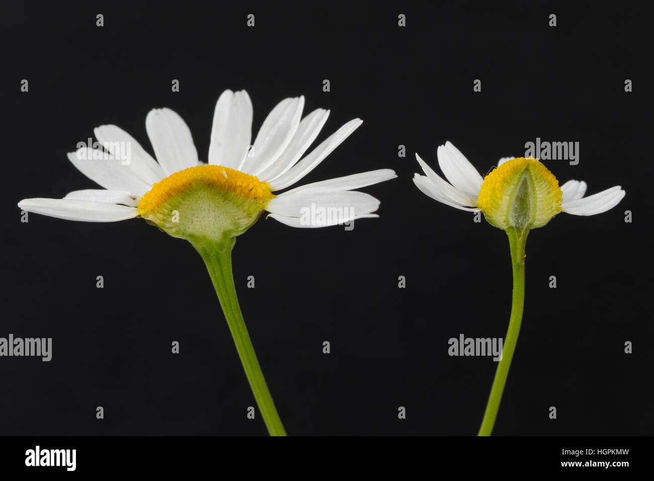 Vergleich zwischen Echter Kamille (rechts im hohlem Blütenboden mit und Längsschnitt) Unechter Kamille (gefülltem Blütenboden liens mit). Echte Kamill Banque D'Images