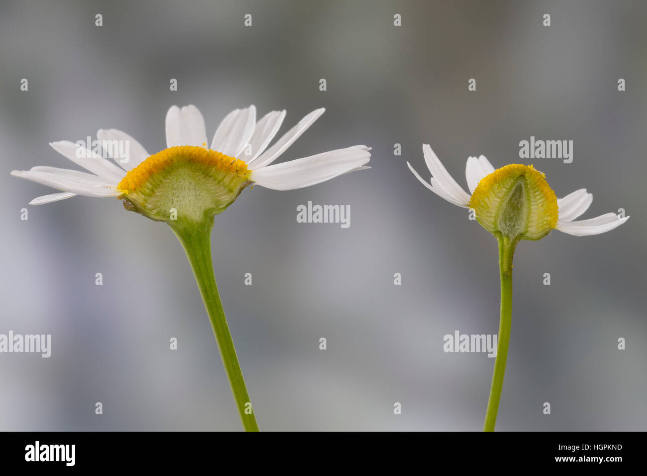 Vergleich zwischen Echter Kamille (rechts im hohlem Blütenboden mit und Längsschnitt) Unechter Kamille (gefülltem Blütenboden liens mit). Echte Kamill Banque D'Images