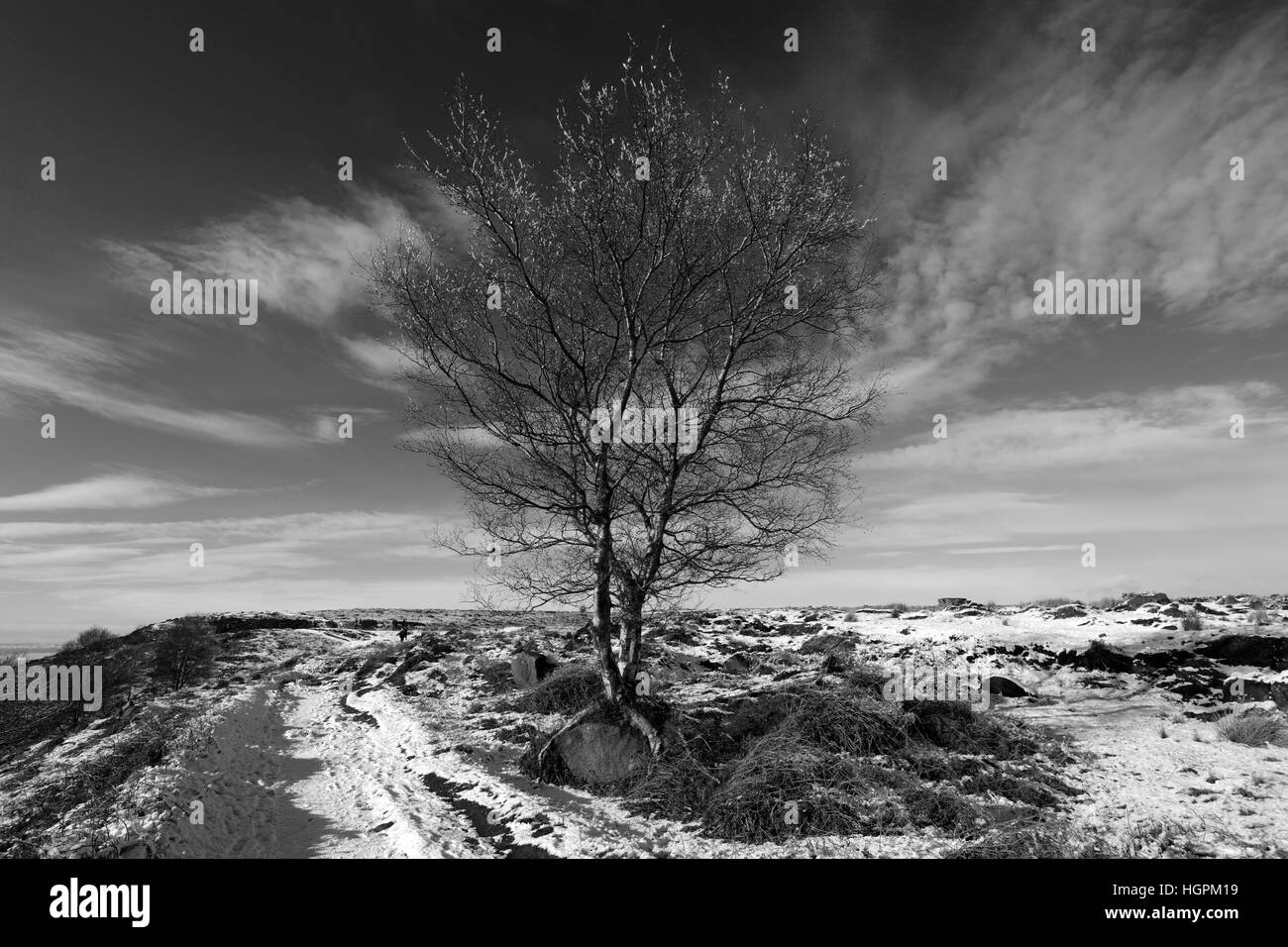 Janvier, neige de l'hiver, l'arbre du bouleau verruqueux (Betula pendula) sur Big Moor, parc national de Peak District, Derbyshire, Angleterre, RU Banque D'Images