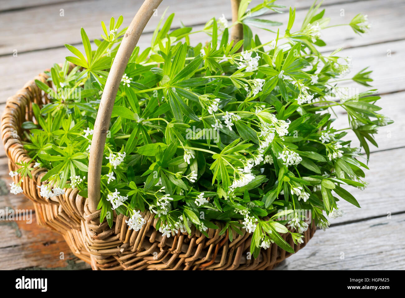 Waldmeister, Waldmeister-Ernte, ernten, Debussy, Wald-Meister, Galium odoratum, Sweet Woodruff, Gerbrandy State odorante Banque D'Images