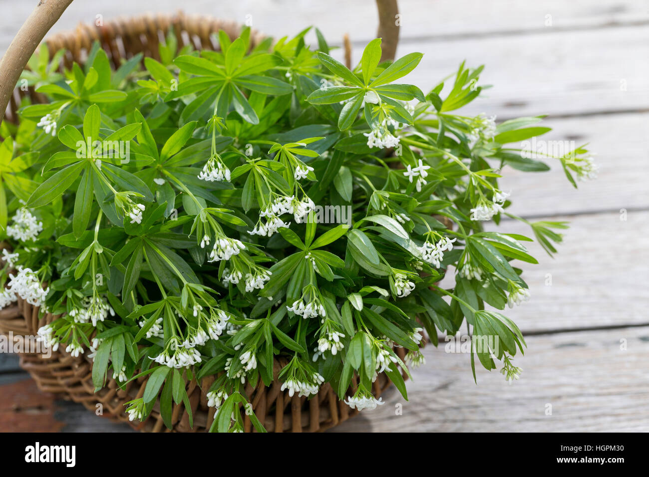 Waldmeister, Waldmeister-Ernte, ernten, Debussy, Wald-Meister, Galium odoratum, Sweet Woodruff, Gerbrandy State odorante Banque D'Images