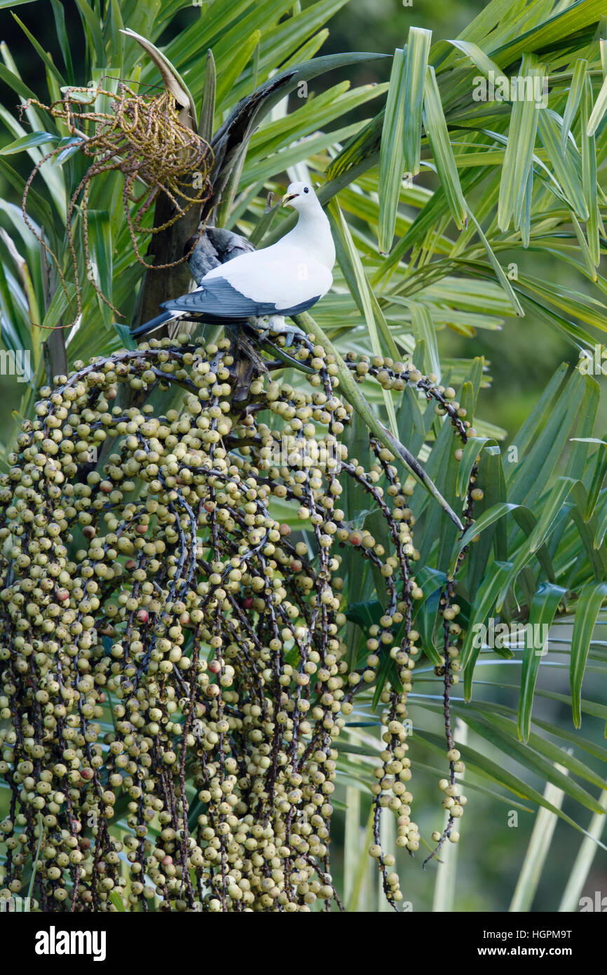 Imperial Torresian Pigeon - se nourrissant d'arbre à fruits Ducula spilorrhoa Cairns Queensland, Australie BI031022 Banque D'Images