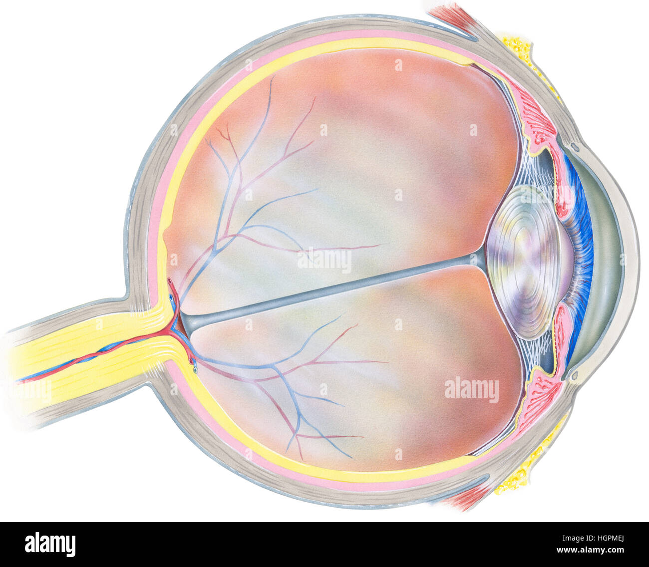 Un globe oculaire humain Coupe transversale montrant les structures suivantes : iris, en antérieur, postérieur membrane membrane limitante, tendon de rectu latéral Banque D'Images